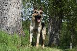 BERGER ALLEMAND 986